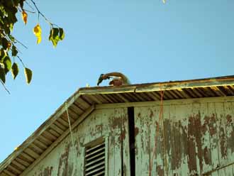 The Barn Log Photographs - September 18, 2004