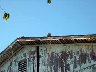 The Barn Log Photographs - September 18, 2004