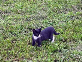 The Barn Log Photographs - July 17, 2005